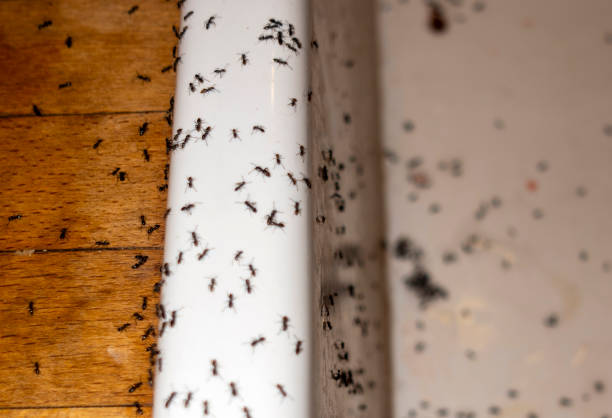 Best Ant Control Services  in Encinitas, CA