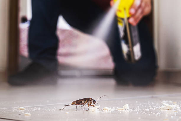 Best Bed Bug Extermination  in Encinitas, CA