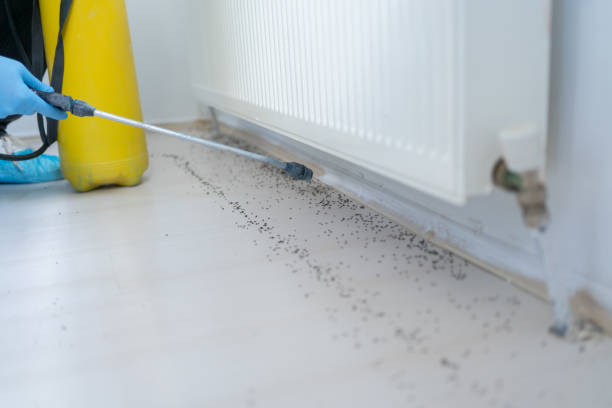 Best Termite Control Services  in Encinitas, CA