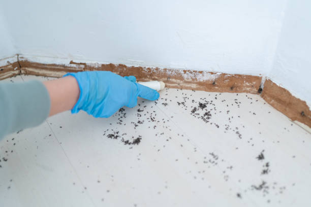Pest Control for Restaurants in Encinitas, CA